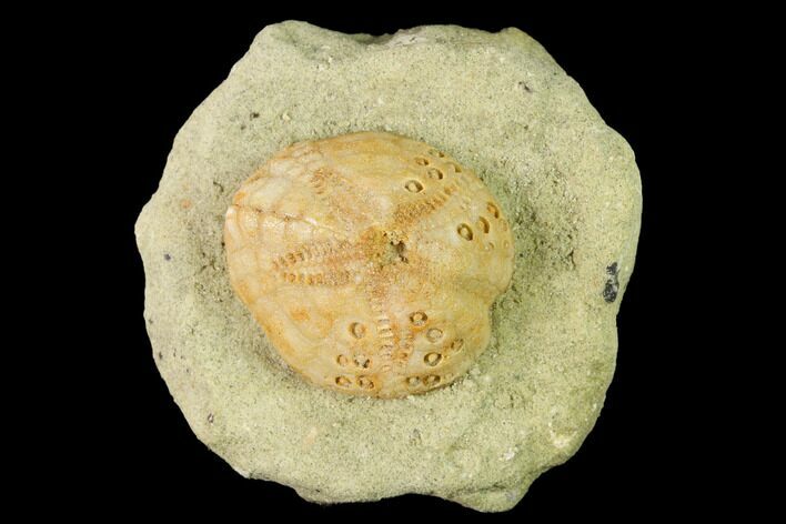 Sea Urchin (Lovenia) Fossil on Sandstone - Beaumaris, Australia #144394